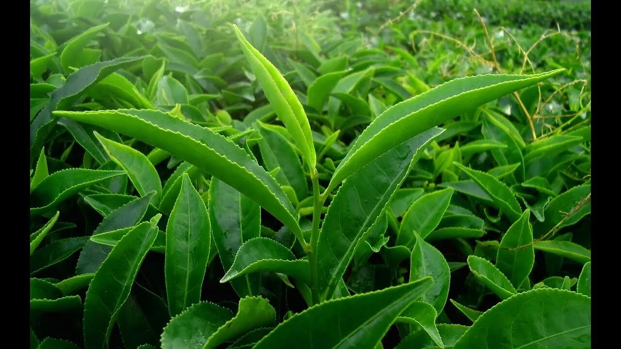 Чай это листья чего. Camellia sinensis чай. camellia sinensis листья. камелия китайская синенсис. цейлонский чай растение.