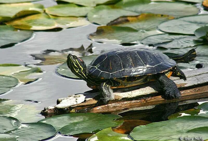 Сонник черепаха в воде. Trachemys scripta, подвид t. s. elegans – красноухая черепаха. видео про черепах. trachemys южная корея. к чему снится черепаха.