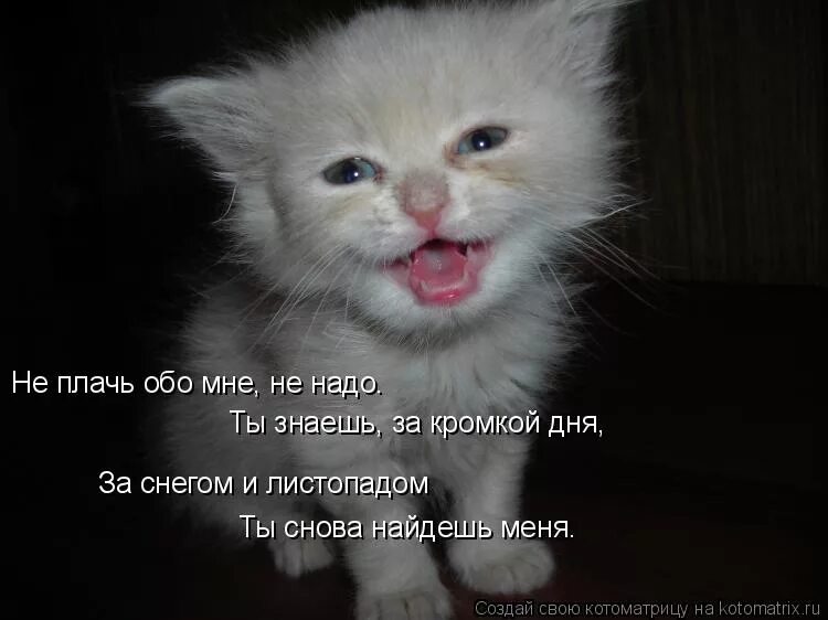 Песня рыба не плачу не смеюсь