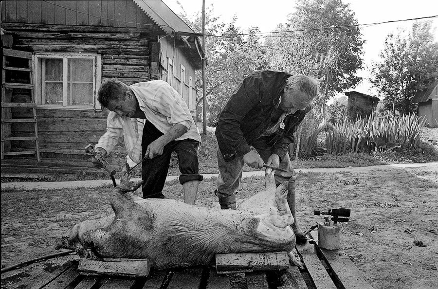 Джесси скотный двор. Фото скотный. Скотный двор / animal farm (1999) джон стефенсон. Фото скотный. Фермерские животные.