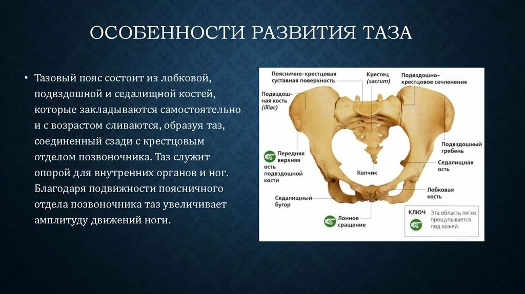 Какую функцию выполняет тазовая кость. Строение таза у ребенка. кость таза анатомия. строение костей таза. особенности строения таза.