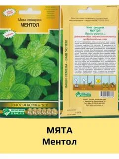 Мята латинское название