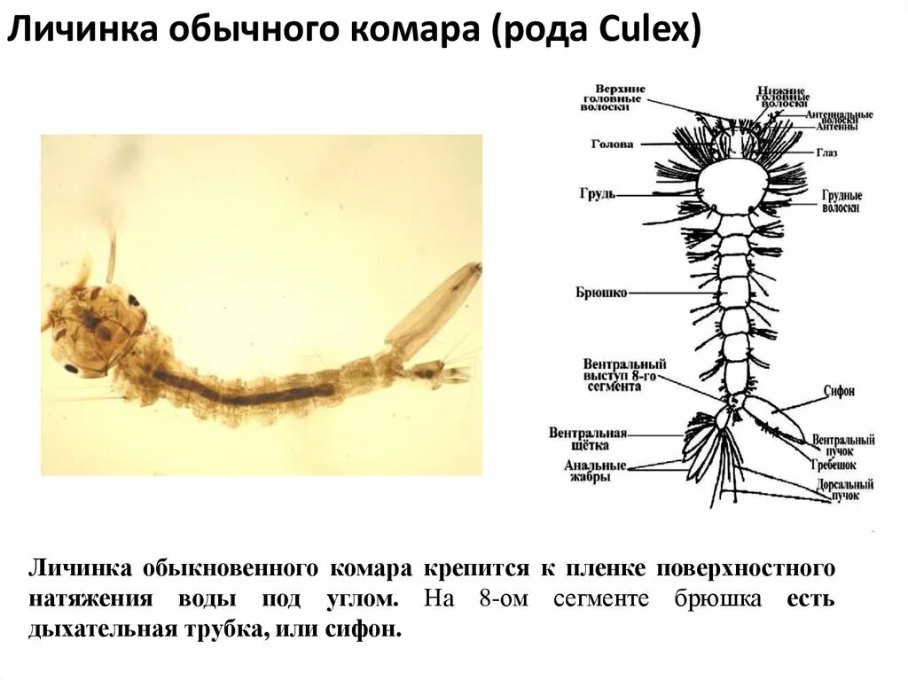 Где находятся личинки. Личинки комаров рода Culex. Строение личинки комара кулекс. Личинка комара рода Anopheles и Culex. Личинки комаров Anopheles и Culex.