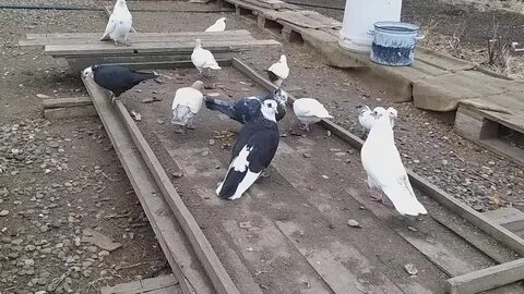 Голуби астрахани
