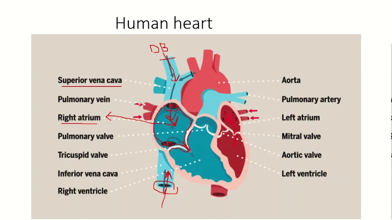 Heart order. Сердце анатомия. Анатомия сердца на английском. Кровообращение сердца анатомия.