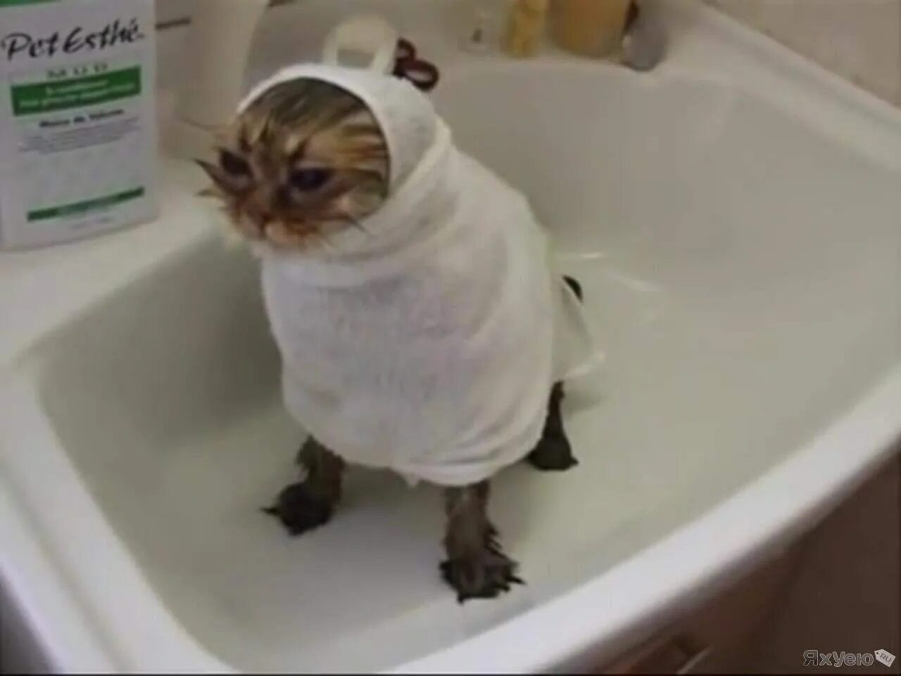 Кот в полотенце. Смешные коты после ванной. Коты после душа. Кошка купается. Кот моется.
