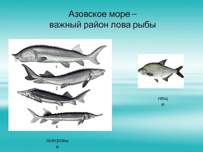 Установите соответствие объем азовского моря. Осетровые рыбы в азовском море. промысловые рыбы азовского моря. азовское море важный район лова рыбы. азовский осетр.