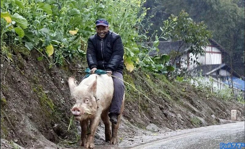 Pig riding. Pig riding