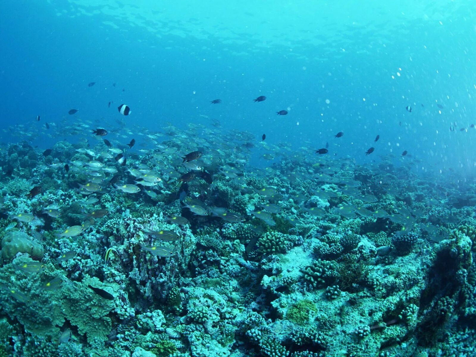 Дно самого соленого моря планеты