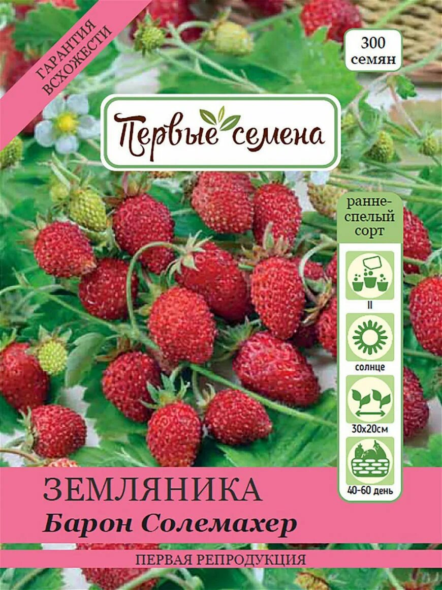Земляника сорта семян. Земляника садовая барон солемахер. сорт земляники барон солемахер. безусая земляника барон солемахер. семена земляники барон солемахер.