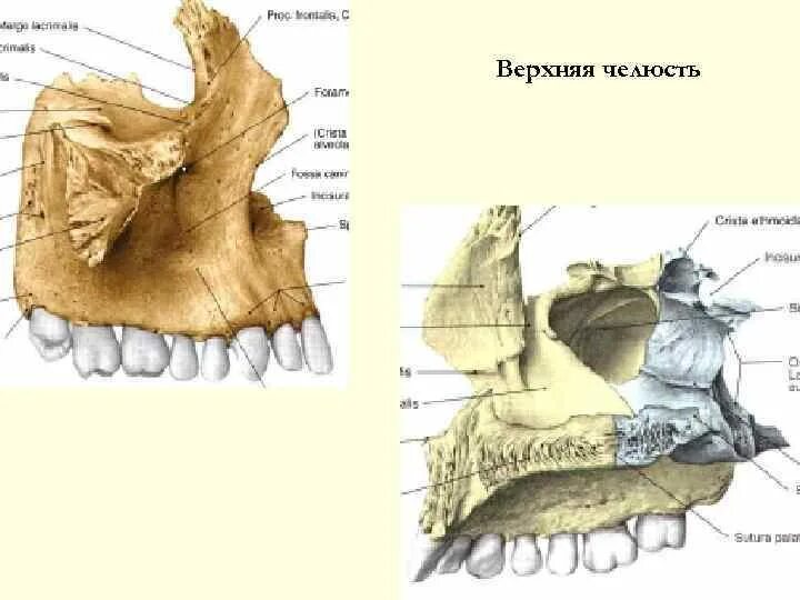 Скуловой отросток верхней челюсти. Бугор верхней челюсти на латинском. Альвеолярный отросток кости верхней челюсти. Небный отросток верхнечелюстной кости. Бугор верхней челюсти на латинском.