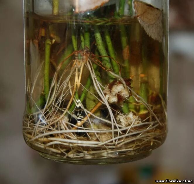 Черенки в банке с водой. Черенок розы с корнями. Укоренение каллюс. Черенки в банке. Корни черенков роз в воде.