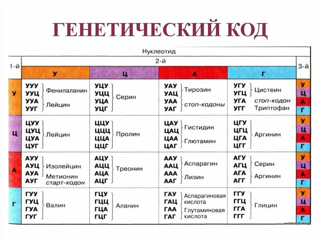 Какое число нуклеотидов