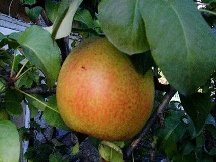 Груша осенняя сладкая опылители