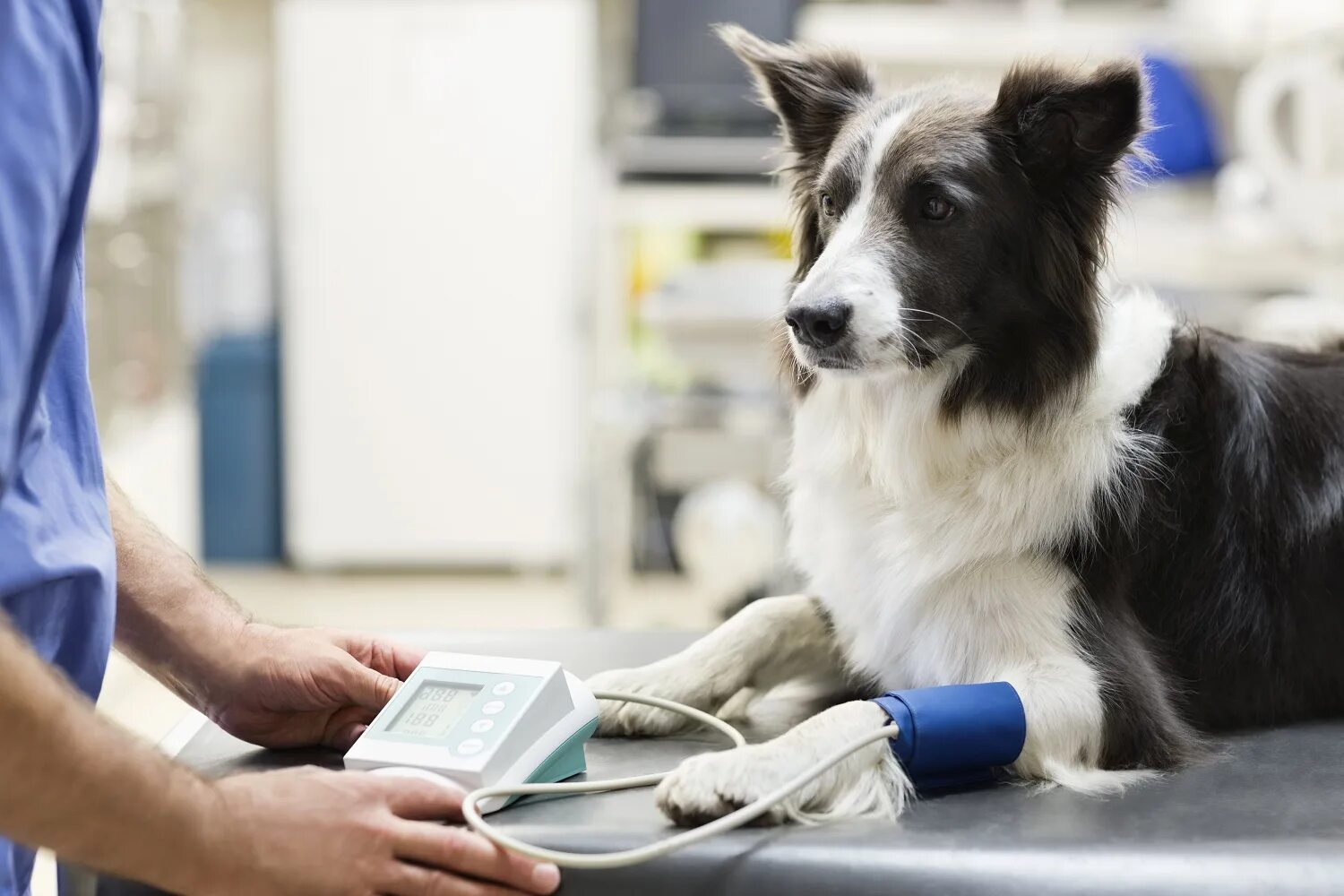 Ветеринарная клиника. Собака Ветеринария. Собака в ветеринарке. Клиника для животных.