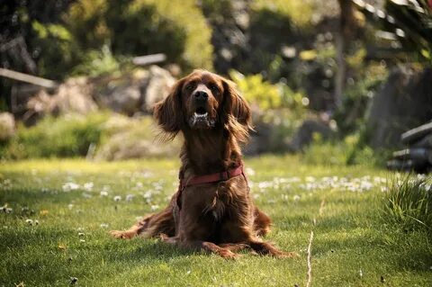 The dog in the garden