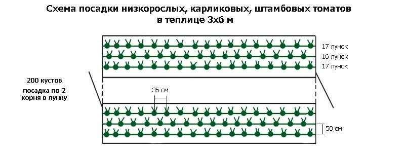 Как посадить помидоры в теплице схема. Схема посадки томатов в теплице. помидоры в теплице схема посадки 3на4. схема высаживания томатов в теплице. посадка помидор схема посадки в теплице.