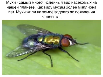 Имя муха