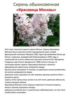 Сирень систематическая группа