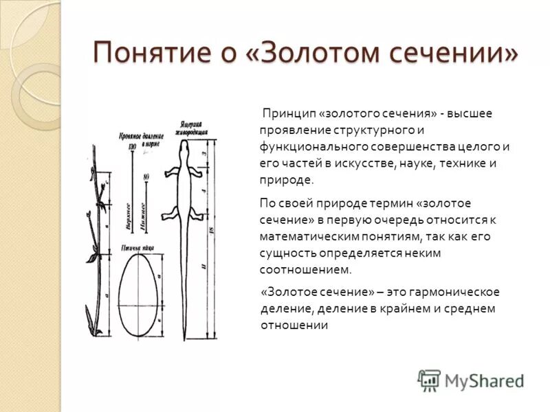 Золотое сечение. Программы золотое сечение. Золотое сечение схема. Линейка золотого сечения. Алгоритм метода золотого сечения.