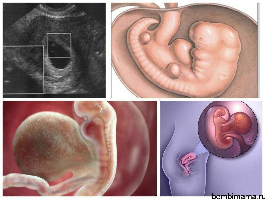 Ребёнок на 5 неделе беременности. Пятая неделя беременности. Что будет через 5 недель