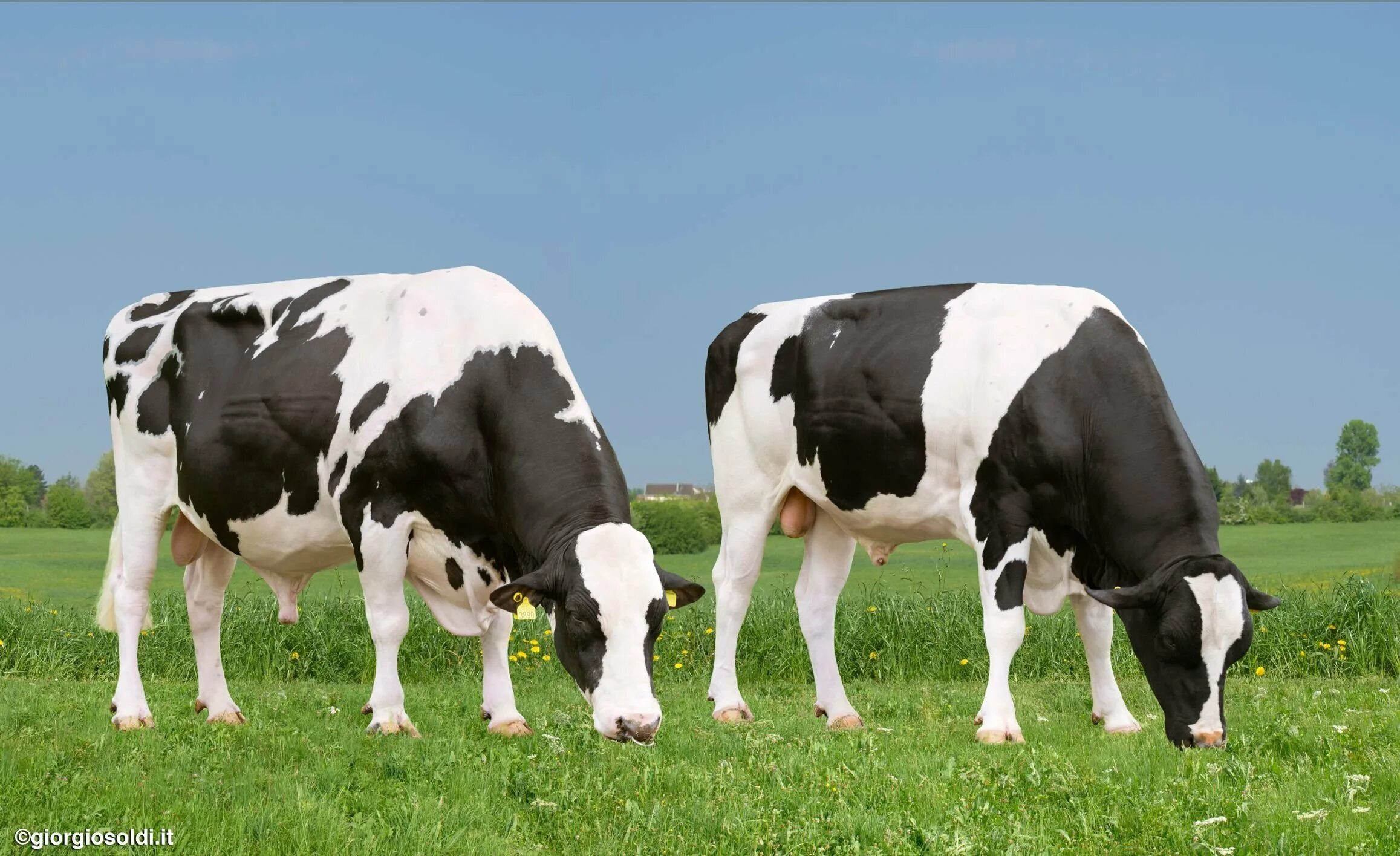 Голштейн. Голштино-фризская порода быков. Гольштейн порода коров. Голштинская порода. Голштинская порода коров.