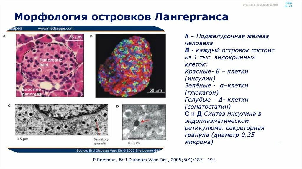 Клетки островков Лангерганса. Альфа клетки островков Лангерганса. Функции клеток островков Лангерганса. Клетки островков Лангерганса гистология.