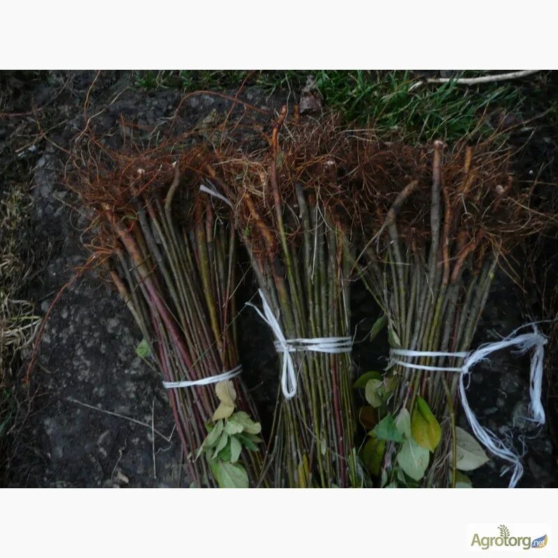 Подвой оп 23-23. Дичок подвой. Подвой всл-2. М4 подвой. Подвой айва анжерская.