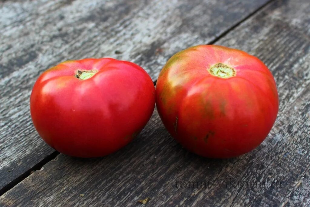 Семена малиновый рай помидоры. Сорт помидор рая. Сорт томата рай. Сорт томата томатный рай. Томат рая фотографии.