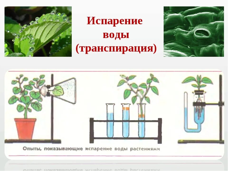 Какая наука изучает испарение воды. Испарение воды растениями транспирация. Испарение транспирация биология 6 класс. Транспирация и газообмен растений. Испарение воды листьями транспирация.