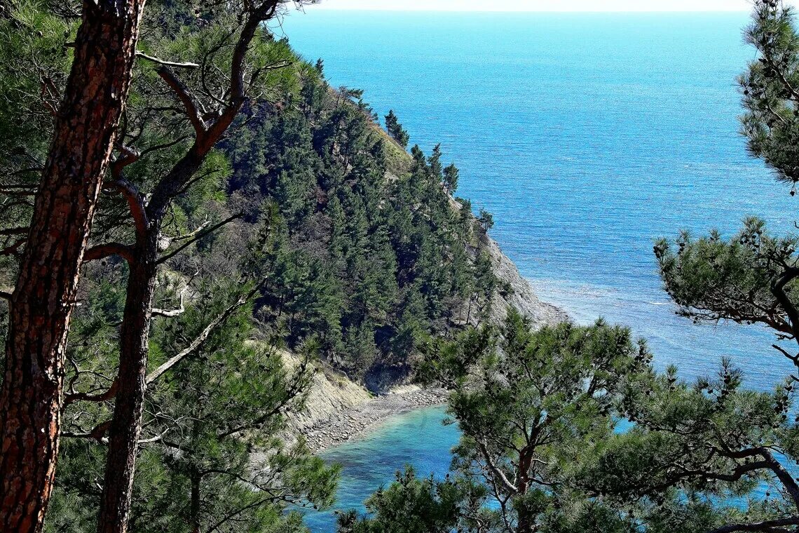 пицунда воздух. пицундская сосна в геленджике. мыс пицунда абхазия. пицундская сосна абхазия. курорт пицунда пансионат.