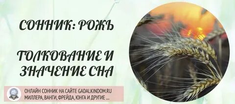 Зерно во сне
