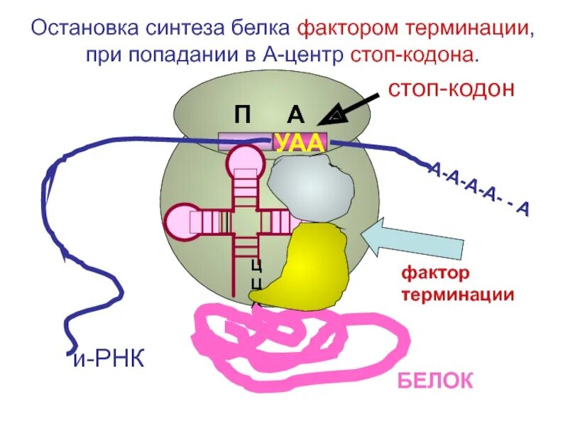 Синтеза ядерных белков. Трансляция Биосинтез белка схема. Биосинтез белка трансляция терминация. Трансляция Биосинтез белка рисунок. Белок схема синтеза белка.