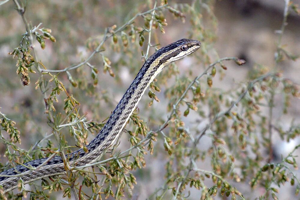 Psammophis lineolatus. Змея стрела в Казахстане. Змея стрелка Туркменистана. Змея стрелка в Казахстане.