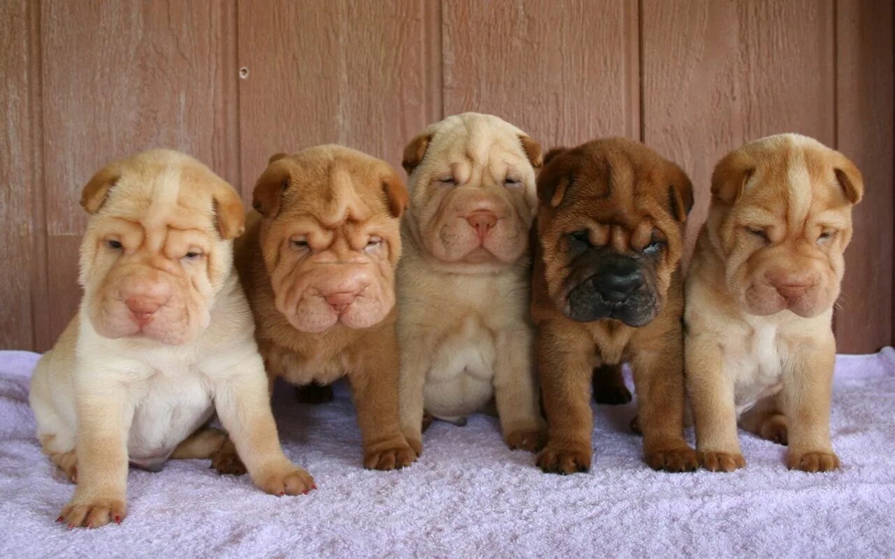 Social Trends : dwa-shar-piace-pei.html