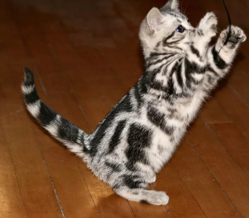 Кошка в полоску порода. Американская короткошерстная табби. Американская короткошёрстная кошка котята. Американская короткошерстная кошка табби. Сильвер табби американская короткошерстная.