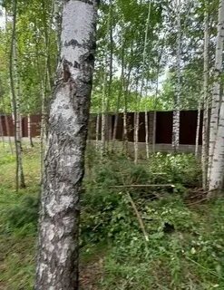 Снт утро московская область