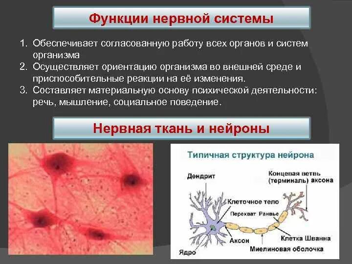 1 функции нервов. Функции нервной системы. Функции нервной ткани 8 класс. Согласованную работу всех органов в организме обеспечивает. Функции нервов.