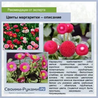Маргаритка описание