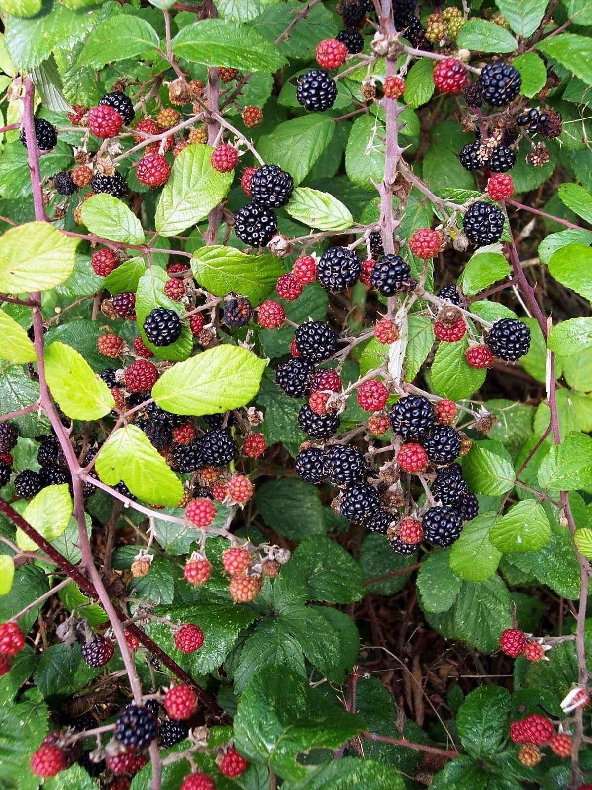 Кустовые ягоды. Ежевика - Bramble. Ежевика Дикая ползучая. Ежевика кустарник. Ежевика Лесная Дикая.