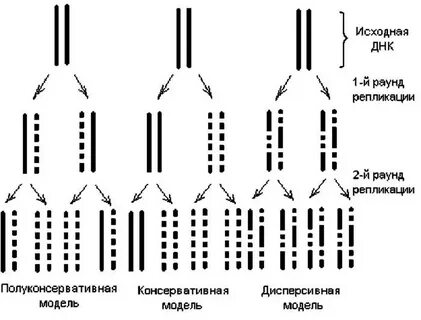 Полуконсервативная репликация днк эксперимент