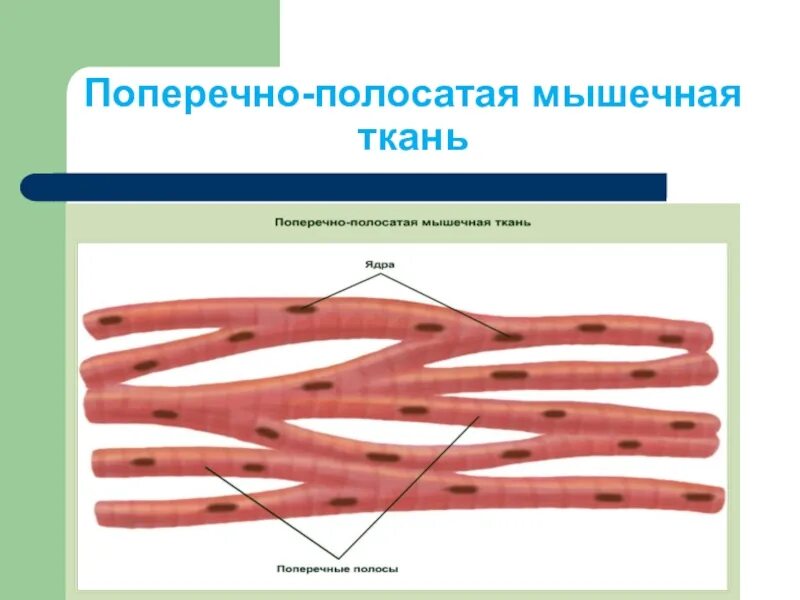 Поперечнополосатая скелетная мышечная ткань особенности строения. Поперечнополосатая мышечная ткань строение. Строение клетки поперечнополосатой мышечной ткани. Поперечно полосатая Скелетная ткань. Поперечнополосатая сердечная мышечная ткань рисунок.