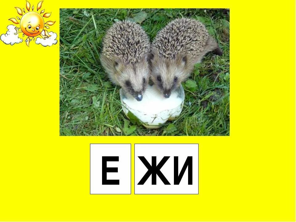 Стих про ежика. Есть слово ежи на. Слова с разными окончаниями. Транскрипция слова ёжик 2 класс. Любимый ежик.
