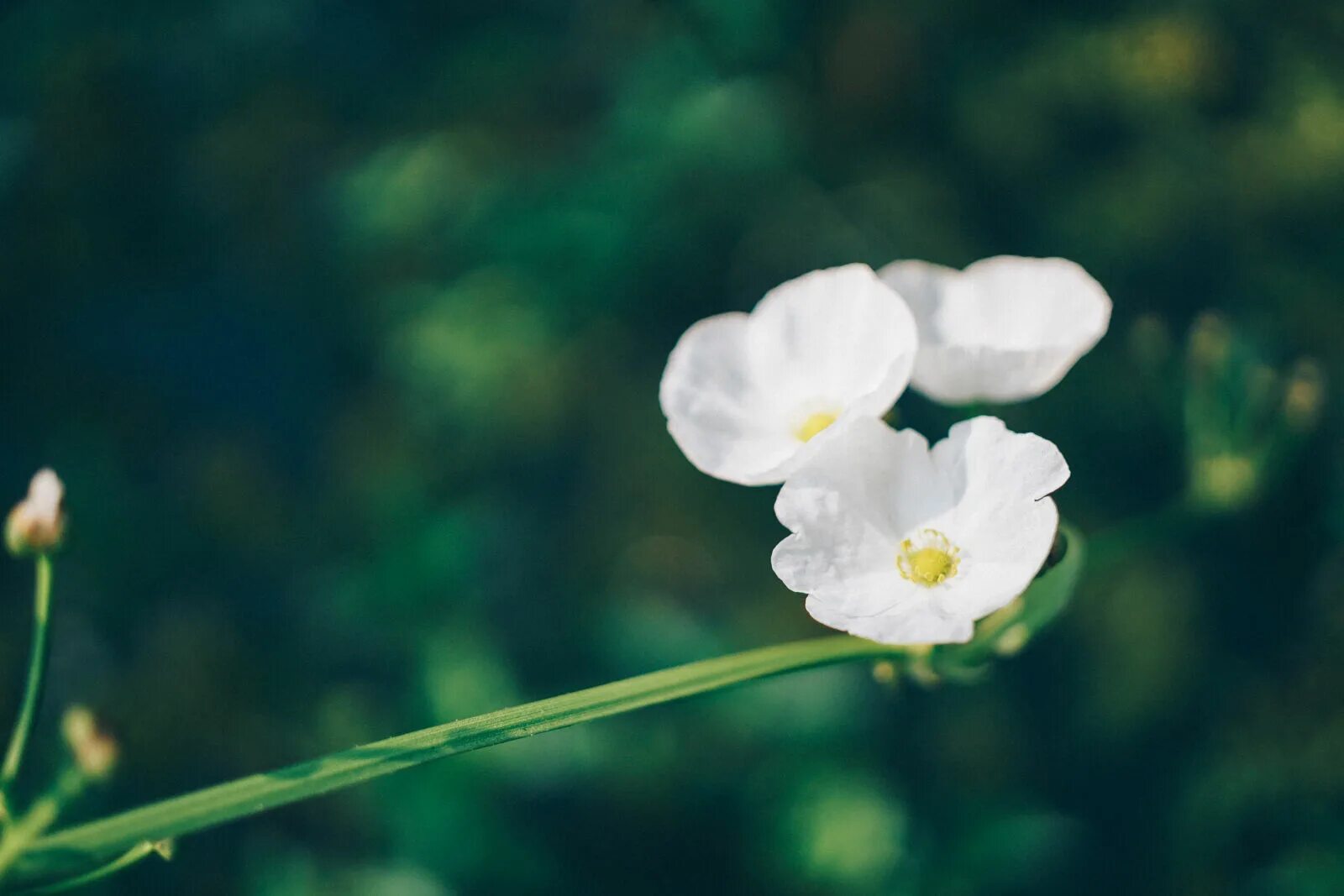 Flower exercise. Чувствительный цветочек. Sensitive Flowers. Маленький цветок слушать.