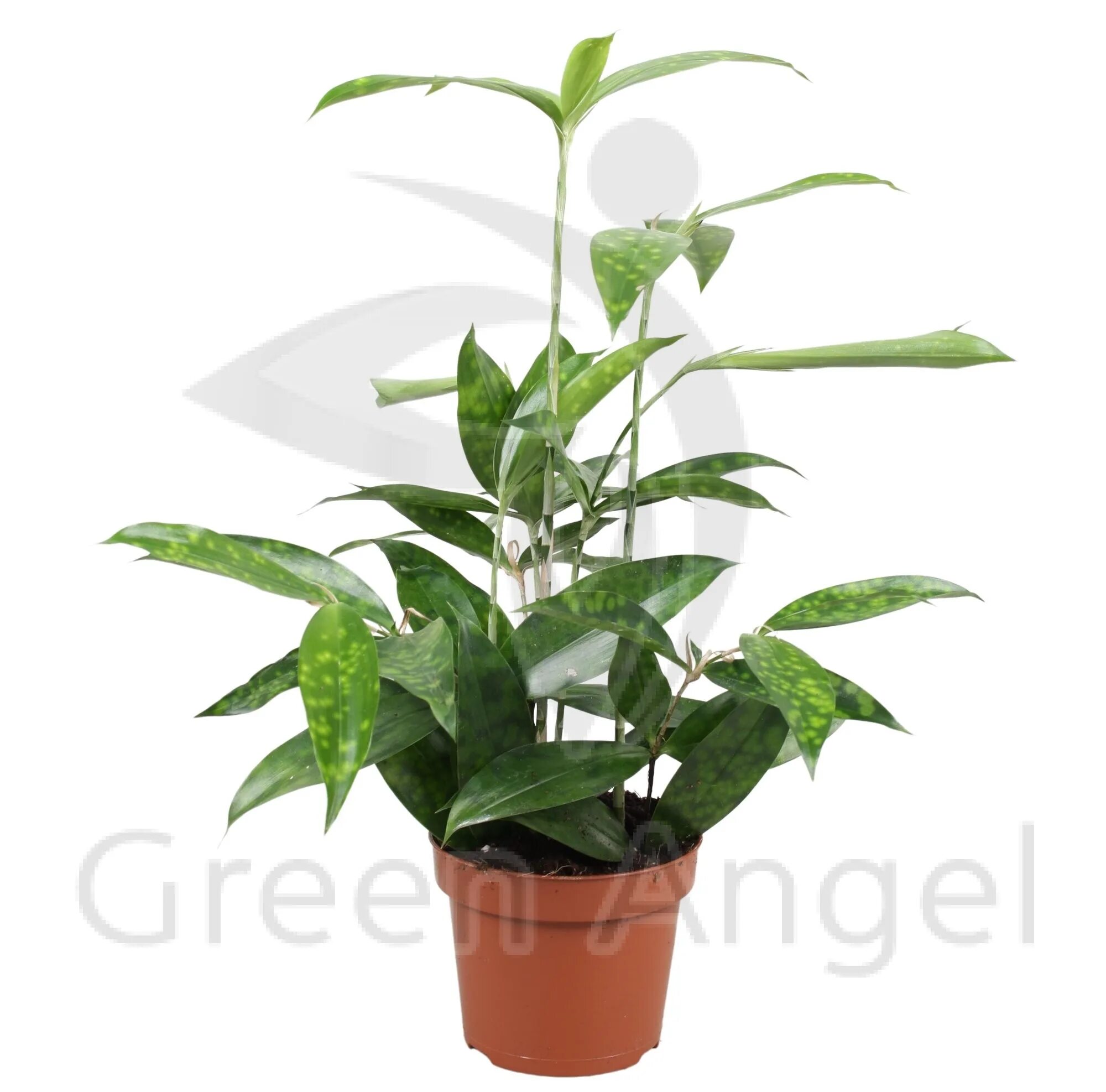 Dracaena surculosa Mike /Драцена суркулоза Майк