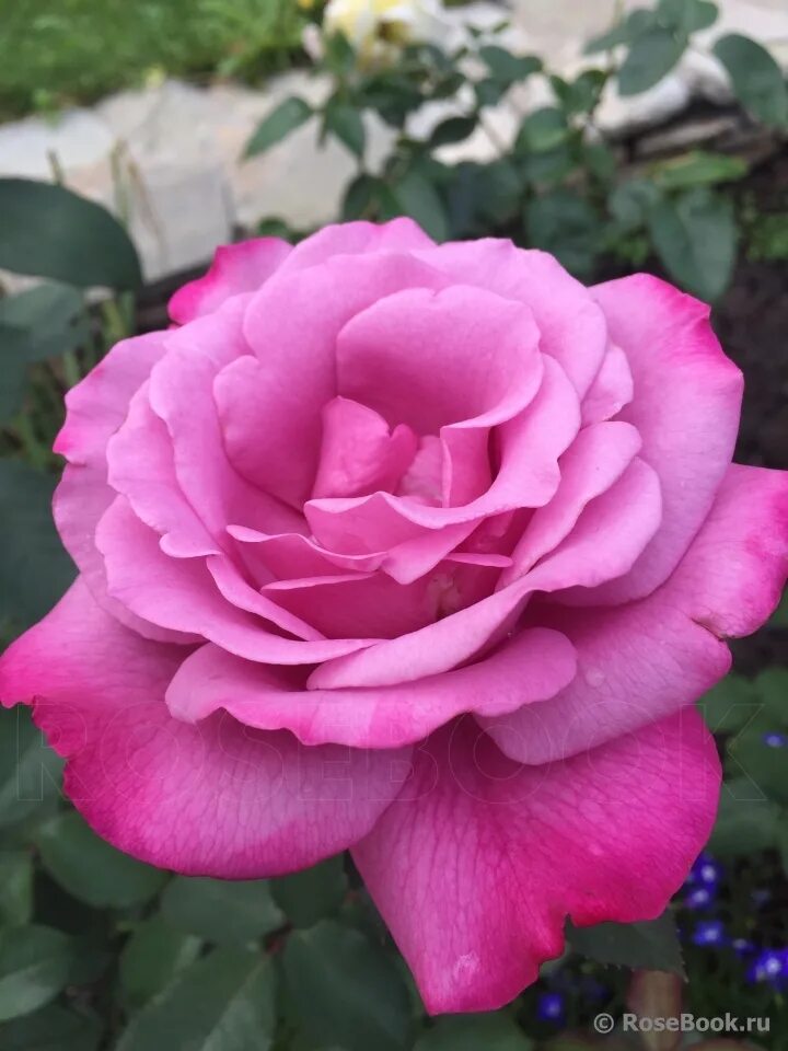 #TattyDevineLilac Planting roses, Blue roses, Rose