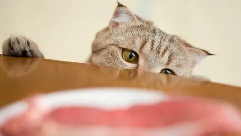 Tried cat