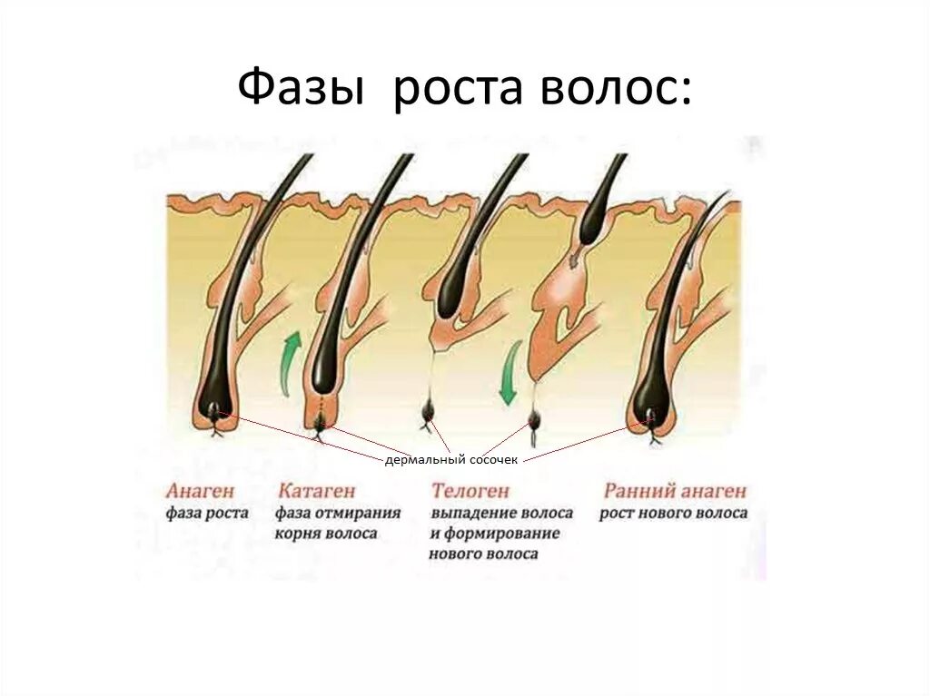 Сколько волос есть у человека. Фазы роста волос анаген. Анаген катаген. Анаген катаген телоген волос. Катаген фаза роста волос.