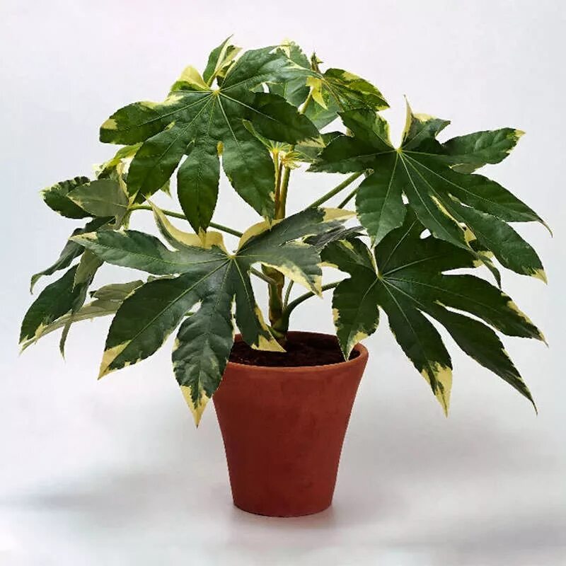 Колеус блюма (лат. Coleus blumei «wizard scarlet»). Фикус кротон. Как называется цветок с листьями. Кротон кодиеум куриная лапа.