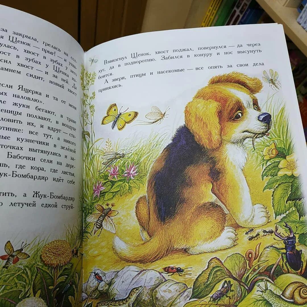 Книга большие и маленькие приключения с хвостиком. Приключения хвостика книга. Большие приключения с хвостиком. Большие и маленькие приключения с хвостиком аня доброчасова книга. Приключения хвостика книга.